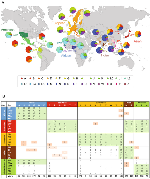 File:MtDNA haplogroup distribution among 2,054 individuals across 26 populations from the 1000 Genomes Project.png