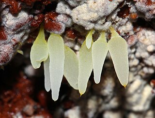 <i>Mucronella fusiformis</i> Species of fungus