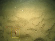 A striped red mullet (Mullus surmuletus) in the English Channel taken using imaging equipment aboard Cefas Endeavour Mullus sermuletus Still BSSS CEND0313 BSSS036 STN 356 A1 011.jpg