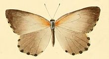 Mylothris bernice.JPG