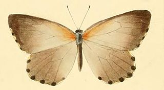 <i>Mylothris bernice</i> Species of butterfly