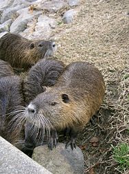 Nutria: Előfordulása, Alfajai, Megjelenése