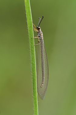 Myrmeleontidae
