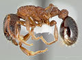 Myrmica tahoensis casent0005705 profilet 1. jpg