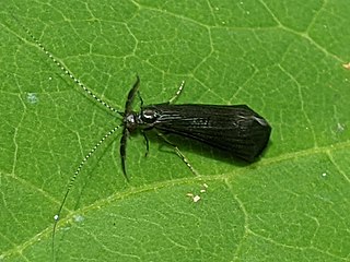 <i>Mystacides sepulchralis</i> Species of caddisfly