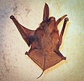 Thumbnail for Madagascar sucker-footed bat