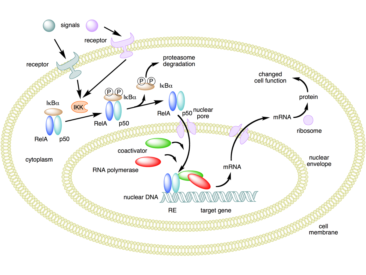 Nfkb2 deficiency and its impact on plasma cells and immunoglobulin