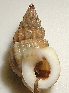 Nassarius pachychilus 002.jpg 