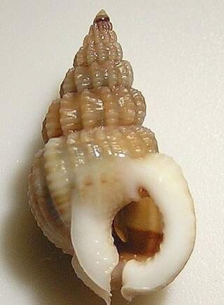 <i>Nassarius pachychilus</i> Species of gastropod