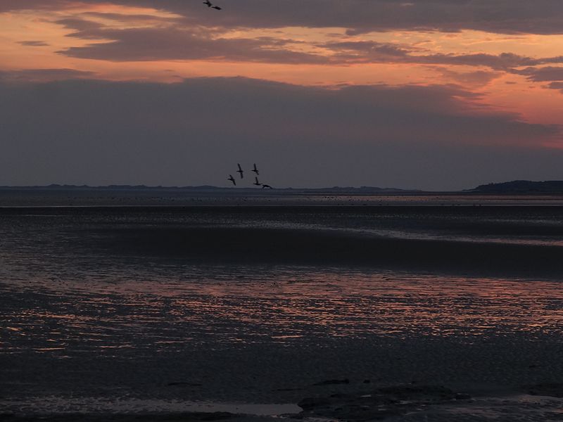 File:Nationalpark Schleswig - Holsteinisches Wattenmeer - bei Föhr - Nieblum - Abendstimmung 07.jpg