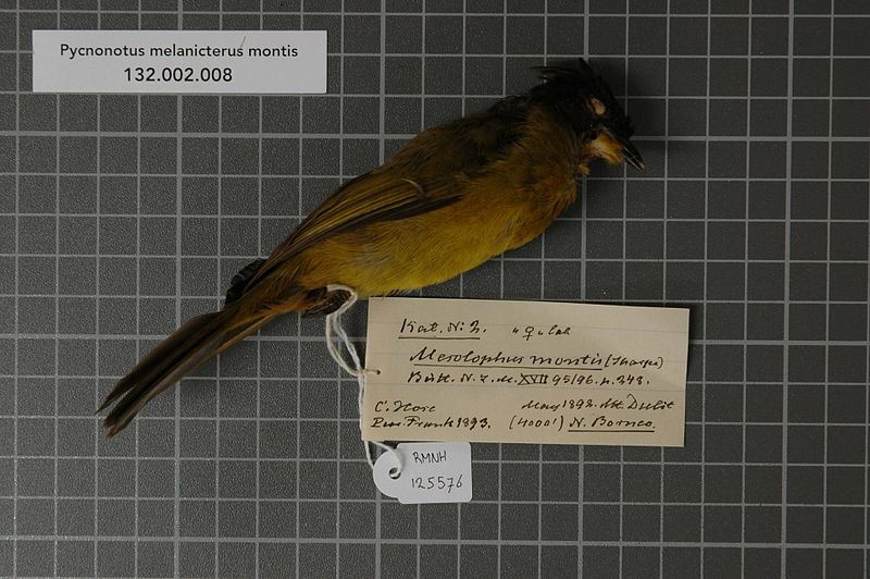 File:Naturalis Biodiversity Center - RMNH.AVES.125576 1 - Pycnonotus melanicterus montis (Sharpe, 1879) - Pycnonotidae - bird skin specimen.jpeg