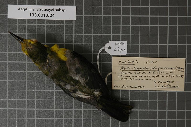 File:Naturalis Biodiversity Center - RMNH.AVES.126918 1 - Aegithina lafresnayei subsp. - Irenidae - bird skin specimen.jpeg