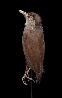 Black-browed babbler Species of bird