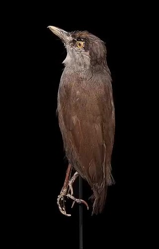 <span class="mw-page-title-main">Black-browed babbler</span> Species of bird