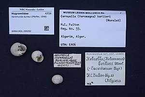 Naturalis Biodiversity Center - RMNH.MOL.299292 - Xeromunda durieui (Pfeiffer, 1848) - Hygromiidae - Mollusc shell.jpeg