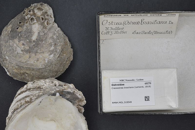 File:Naturalis Biodiversity Center - RMNH.MOL.319549 - Crassostrea brasiliana (Lamarck, 1819) - Ostreidae - Mollusc shell.jpeg