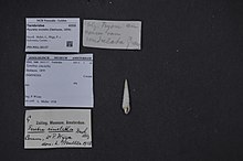 Naturalis Biodiversity Center - ZMA.MOLL.60137 - Myurella cinctella (Deshayes, 1859) - Terebridae - Mollusc shell.jpeg