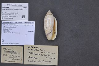 <i>Oliva amethystina</i> Species of gastropod