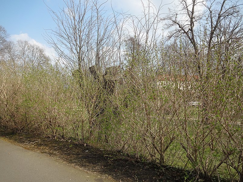 File:Naturdenkmal eicheschlosspark senftenberg 2018 04 08 (3).jpg