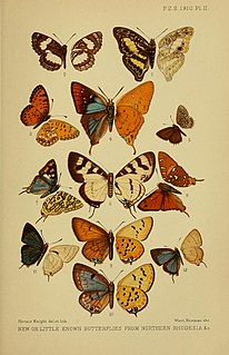 <i>Aphnaeus marshalli</i> Species of butterfly