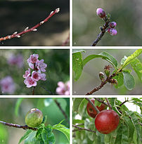 Développement d'une nectarine sur une période de 7 mois et demi, du début de l'hiver au milieu de l'été. L'image composée montre les bourgeons en dormance, le débourrement, la floraison, la nouaison, le développement de la drupe et son mûrissement. (définition réelle 2 440 × 2 480)