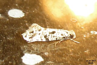 <i>Nemapogon nevadella</i> Species of moth