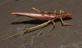 <i>Neoxabea</i> Genus of crickets