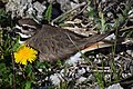 * Nomination Nesting killdeer, Woodstock, Ontario, Canada. --СССР 00:05, 19 May 2019 (UTC) * Promotion Good quality. -- Johann Jaritz 01:28, 19 May 2019 (UTC)