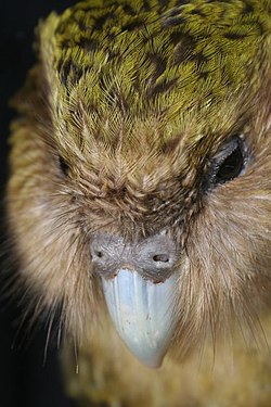 Felix the kakapo.