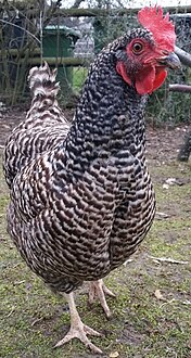 A blue cuckoo Niederrheiner hen