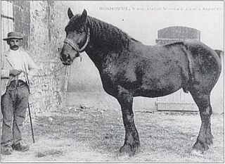 <span class="mw-page-title-main">Nivernais horse</span> Extinct breed of horse