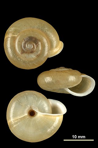 <i>Norelona</i> Genus of gastropods