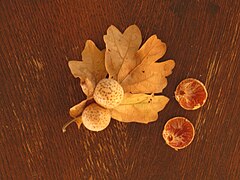 Oak apples on oak leaf and in cross section, Willamette Valley, Oregon.