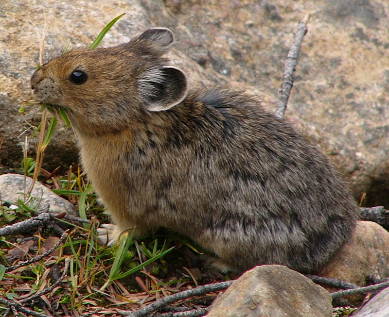 8 Surprising Facts About American Pikas