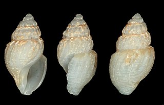 <i>Oenopota excurvata</i> Species of gastropod