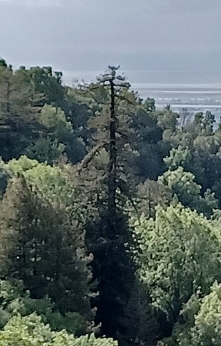 <span class="mw-page-title-main">Old Survivor</span> Last living old-growth coastal redwood in the Berkeley Hills of California