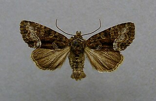 <i>Oligia versicolor</i> Species of moth