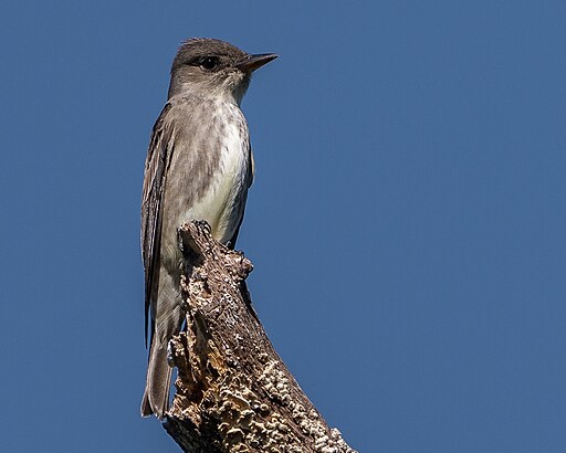 Olive-sided Flycatcher (33585416604)