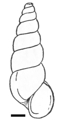 Drawing of apertural view of a shell of Oncomelania hupensis nosophora. The scale is 1 mm. Oncomelania hupensis nosophora shell.png