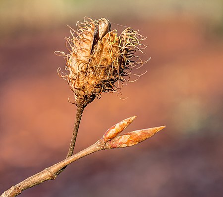 Fail:Opengebarsten lege vrucht (nap) van beuk (Fagus sylvatica) 18-12-2020 (d.j.b.) 01.jpg