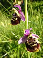 Ophrys holoserica France - Fort Louis