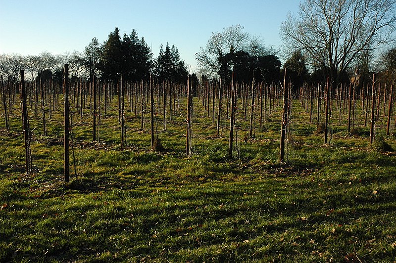 File:Orchard at Brand Green - geograph.org.uk - 2231568.jpg