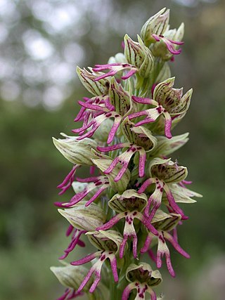 <i>Orchis galilaea</i> Species of orchid