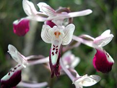 Orchidées (Angiospermes)