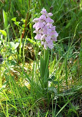 Harlekijn (plant)