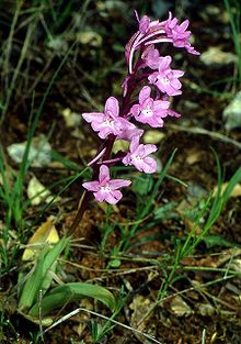 Orchis quadripunctata Kreta 01.jpg