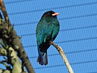 Dollarbird, Oriental Eurystomus orientalis