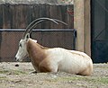 Oryx dammah è un esempio di una specie estinta in natura dal 2000.