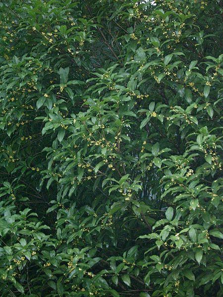 File:Osmamthus fragrans var. latifolius all.JPG