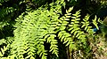 Osmunda regalis Helecho real